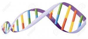 gene-clipart-13494265-Illustration-of-DNA-helix-on-white-Stock-Vector-genetic[272]