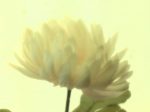 菊の花（トップ）