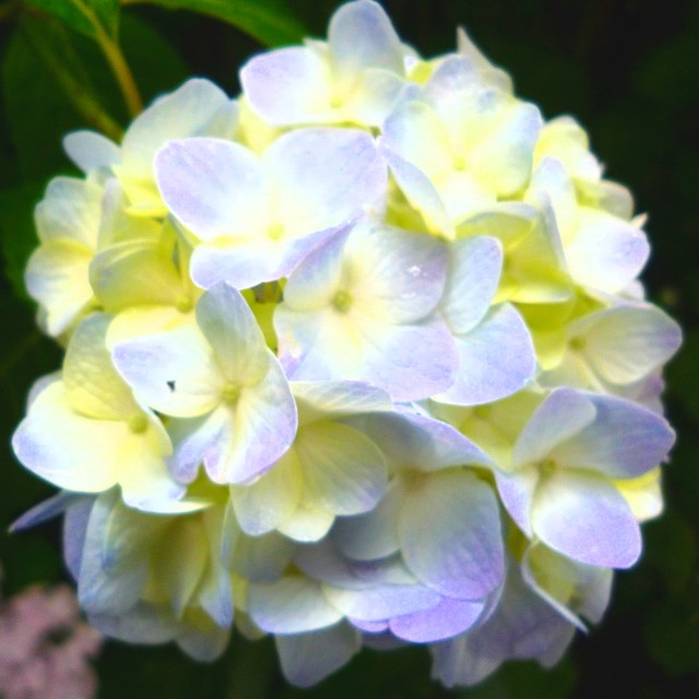 2025.06.紫陽花（決定）