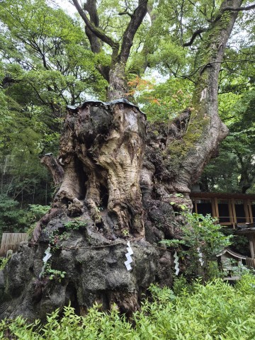 来宮神社 大楠